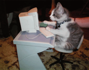 Cat typing